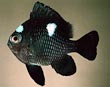 Domino Damsel Fish